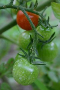 Close-up of plant