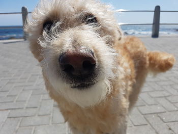 Close-up portrait of dog on sea against sky