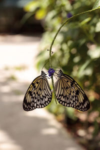 Mating dance of the tree nymph butterfly idea malabarica in a tropical garden.