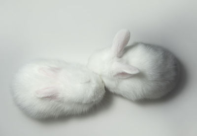Directly above shot of bunnies against white background