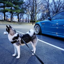 Dog standing on road