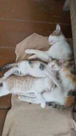 High angle view of cats resting