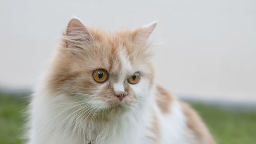 A persian on the grass outside in the front yard and staring.