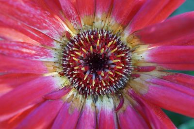 Close-up of flower blooming outdoors