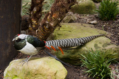 Bird perching on plants in water