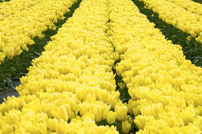 Full frame shot of yellow flowering plants