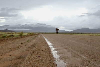 Tree on road on road against sky