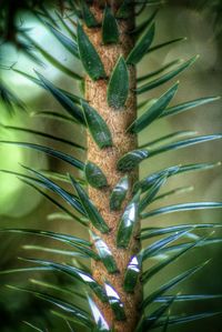 Low angle view of palm leaves