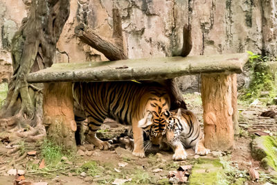 Lion in zoo