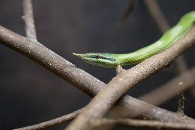 Close-up of lizard on branch