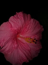 Close-up of pink hibiscus over black background