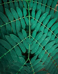Full frame shot of green leaf