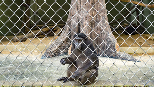 Close-up of monkey in cage at zoo