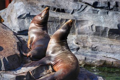 High angle view of seals 