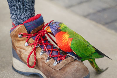 Lorikeet parrot sitting on human leg and pecking biting shoe laces. funny domestic animal pet 