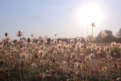 Close-up of plants growing on field against sky