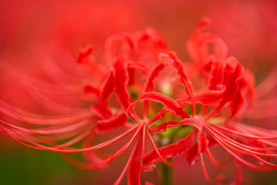 Close-up of red flowering plant