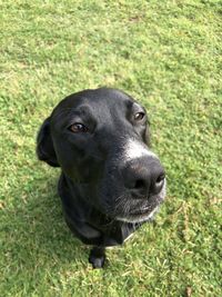 Portrait of black dog on field