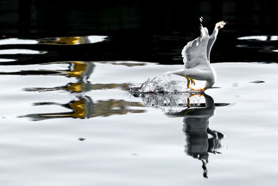 View of duck swimming in lake