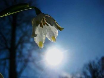 Low angle view of flowers