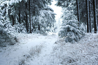 Snow covered trees in forest