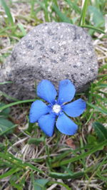 High angle view of purple flowering plant on land