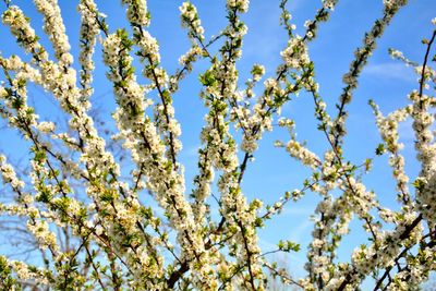 Low angle view of flowering plant against blue sky