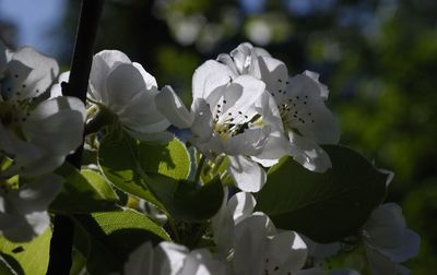 Close-up of white flowers blooming on tree