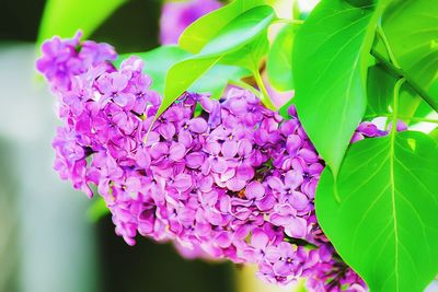 Close-up of pink flowers