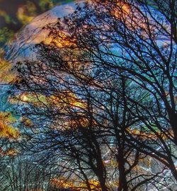 Low angle view of bare trees in forest