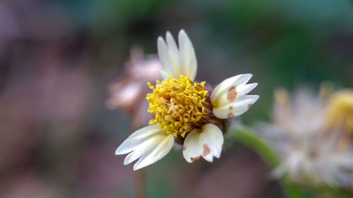 Close-up of white flowering plant