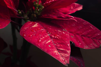 Close-up of wet red flower