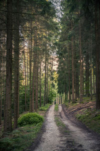 Pine trees in forest