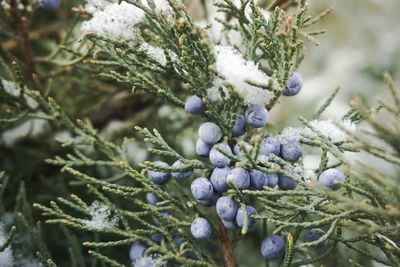 Close-up of berries growing on tree