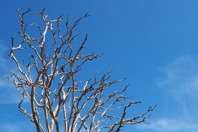 Low angle view of bare tree against clear blue sky