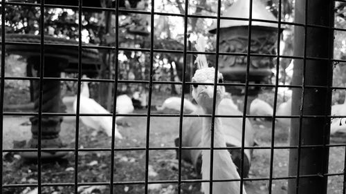 Close-up of bird in cage