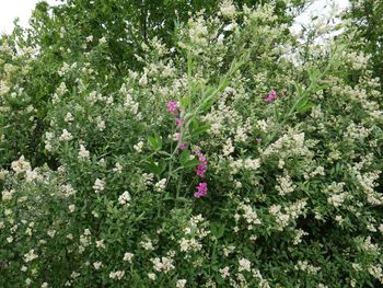 Flowers growing on plant