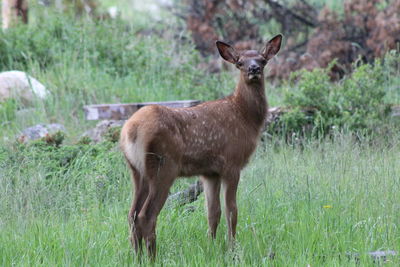 Deer standing in a field