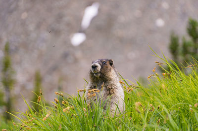 Marmot looking away on grassy field