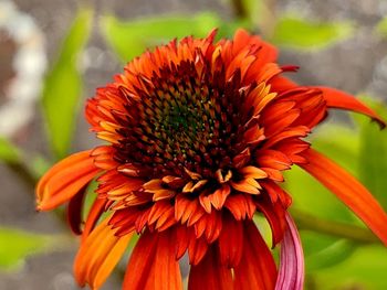 Close-up of orange flower