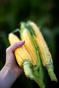 Cropped hand holding corn