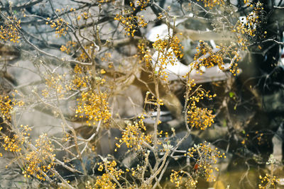 Flower buds growing outdoors