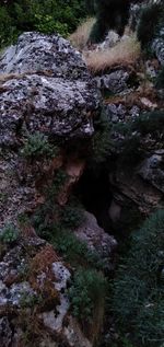 High angle view of rocks in forest