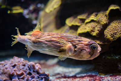 Long-spine porcupinefish underwater in sea