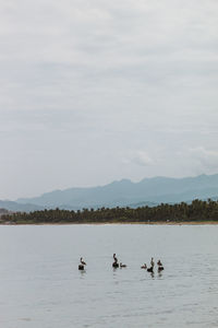 Ducks swimming in lake