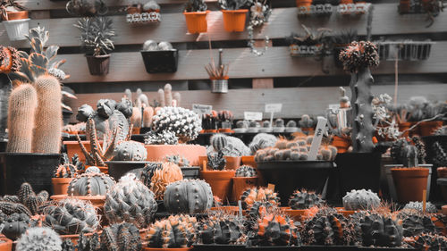 Potted cactus plants for sale at market