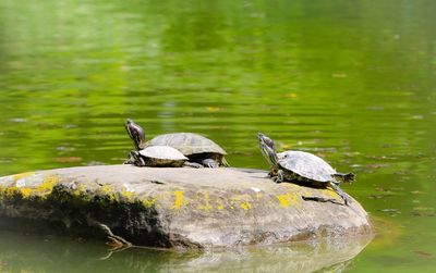 Turtles on rock in lake