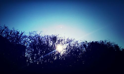 Silhouette of trees at sunset