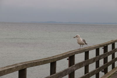 Bird perching on railing by sea against sky