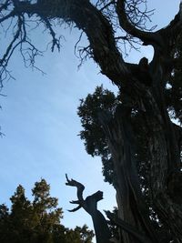 Low angle view of trees against sky